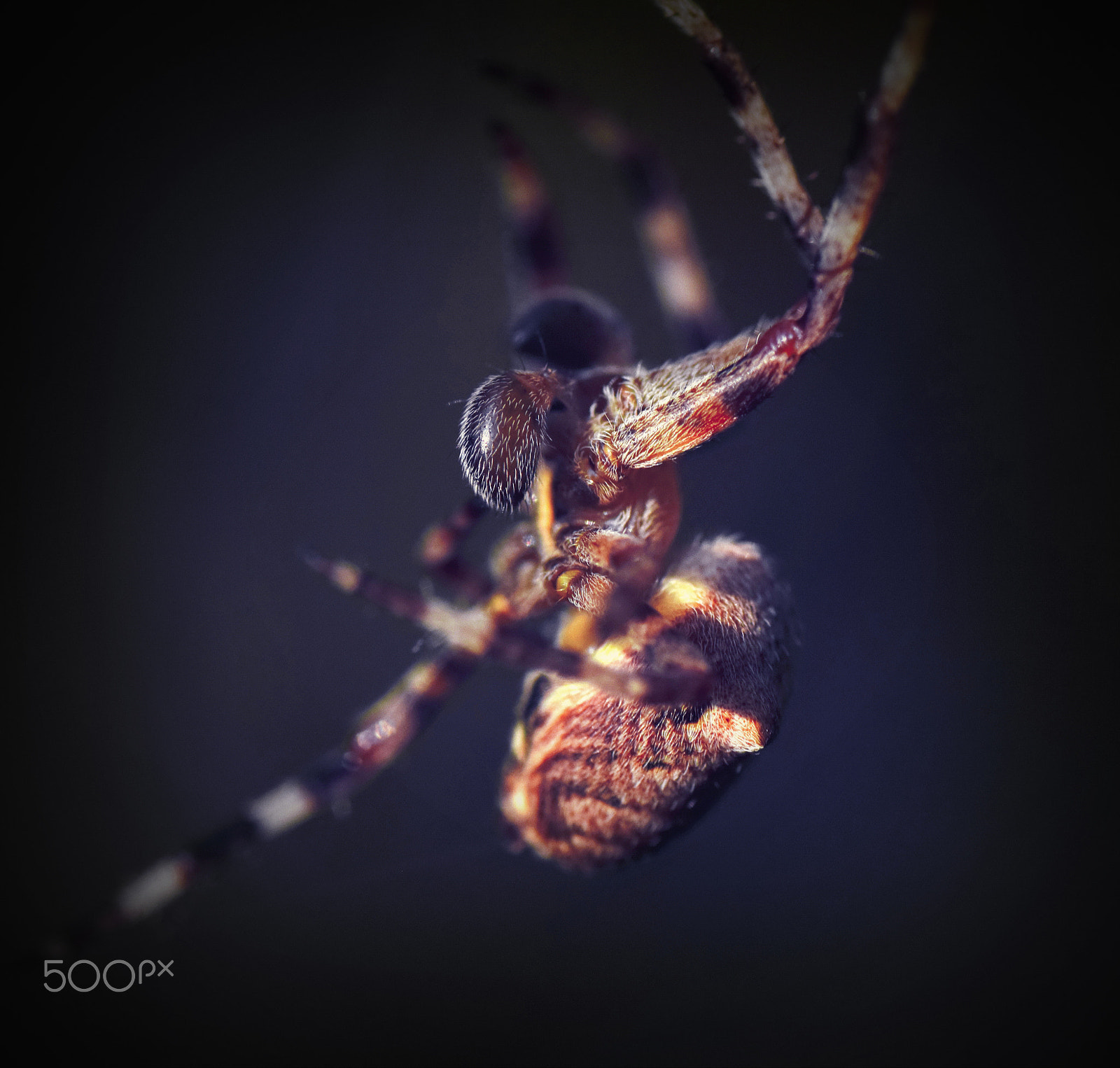 Nikon D5300 sample photo. Spider photography