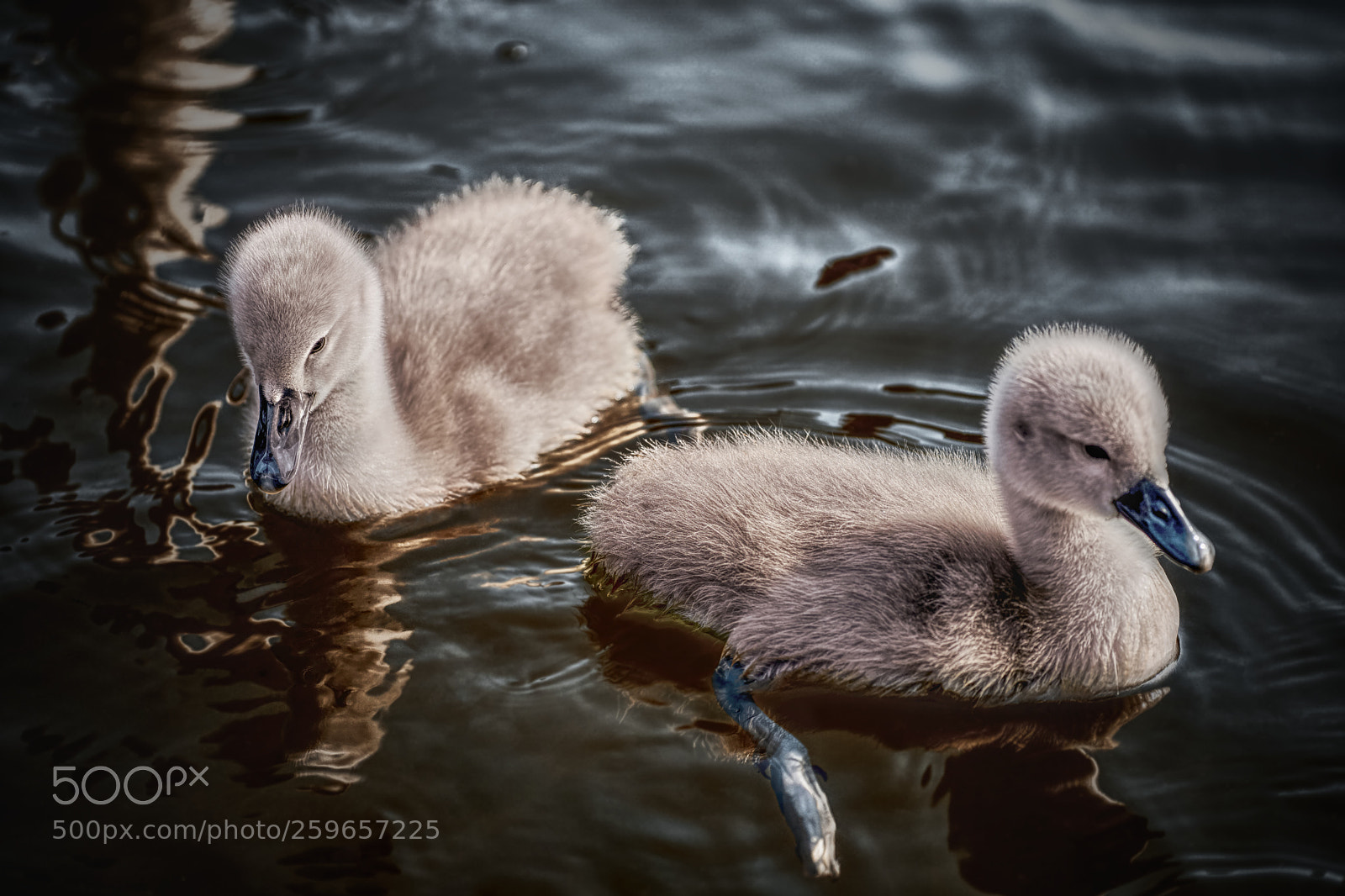 Sony a6000 sample photo. A pair of cygnets photography