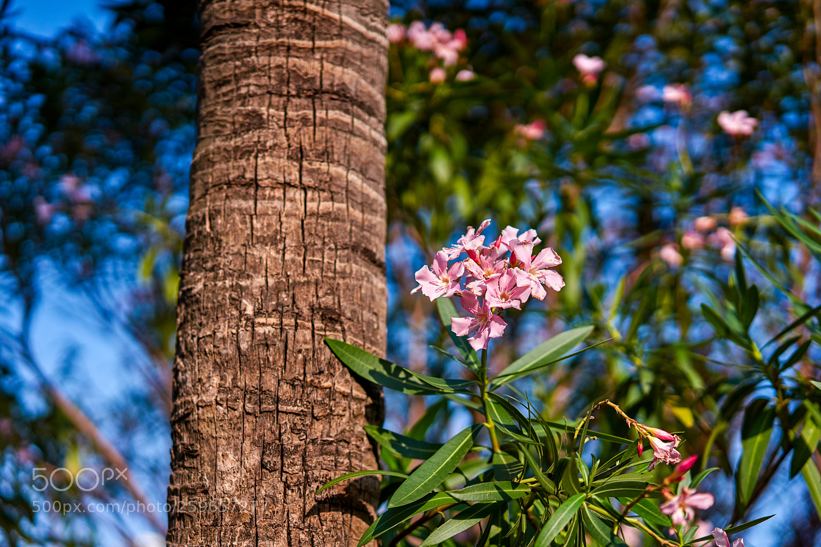 Sony a7 II sample photo. Nerium indicum mill. photography