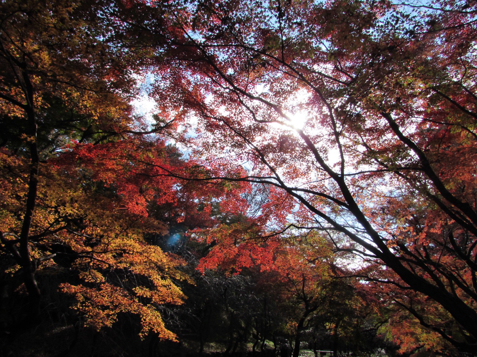 Canon PowerShot SX510 HS sample photo