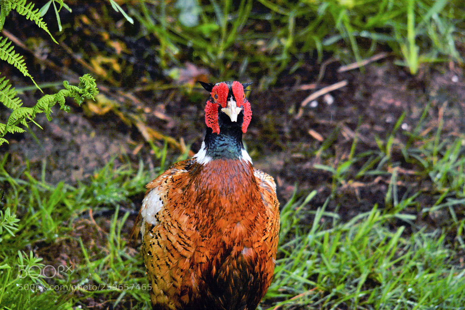 Nikon D7100 sample photo. Male pheasant photography