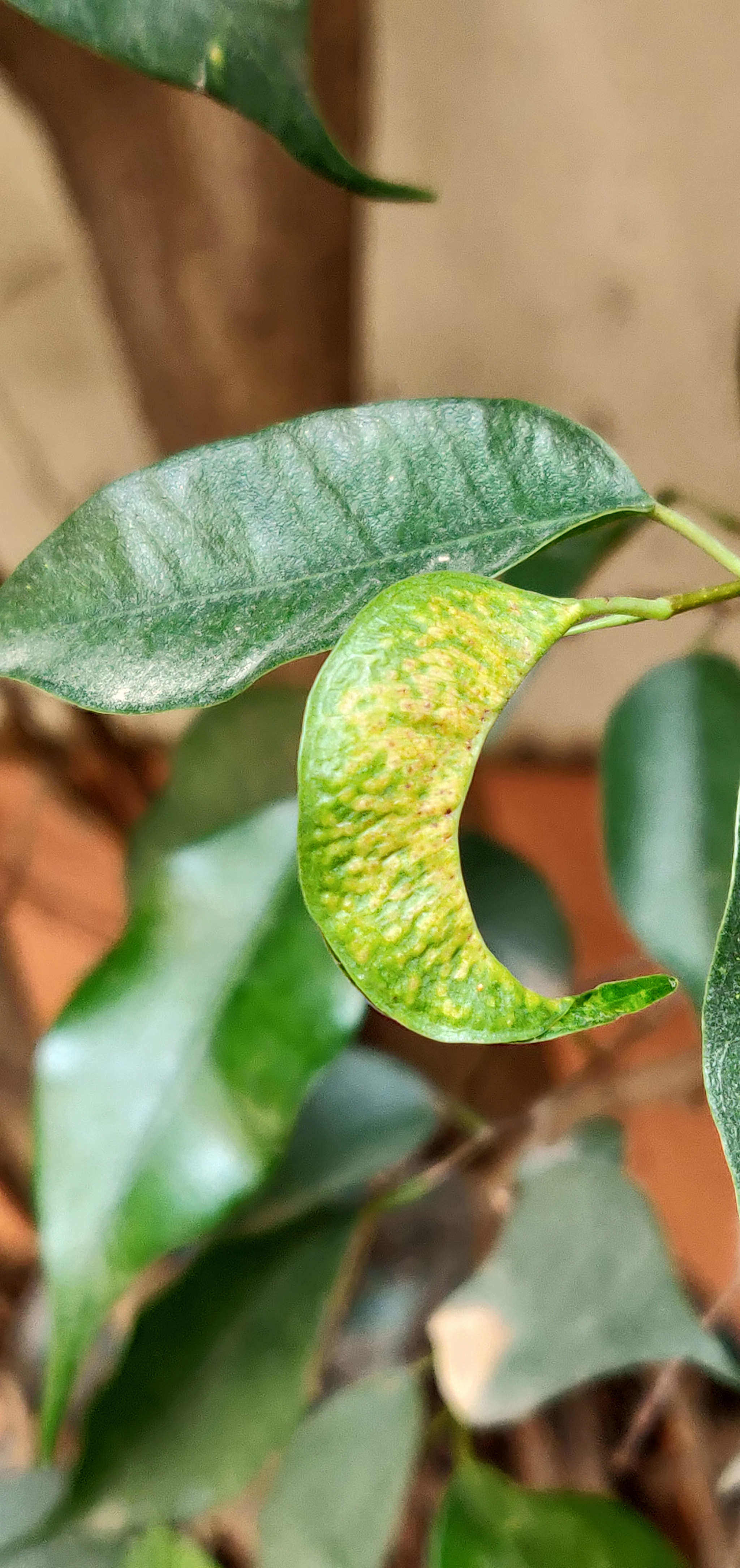 OnePlus A6000 sample photo. Mobile photogeaphy photography