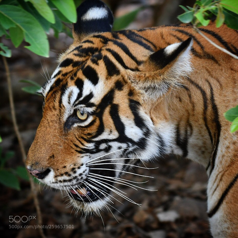 Nikon D500 sample photo. The empress of ranthambhore  photography