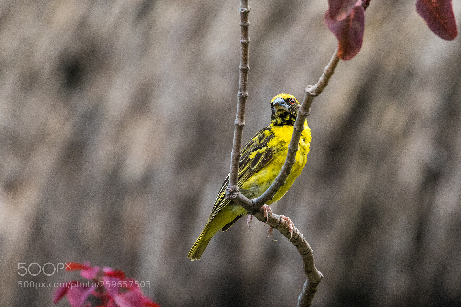 Canon EOS 7D Mark II sample photo. Village weaver photography