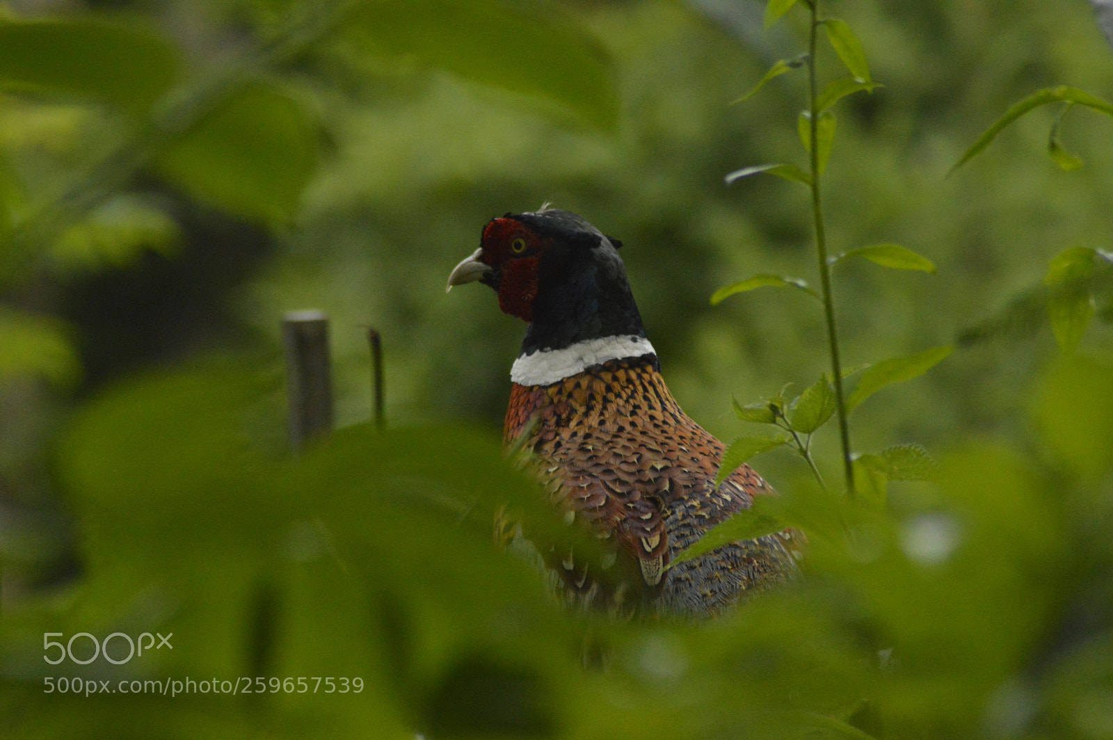 Nikon D3200 sample photo. Pheasant photography