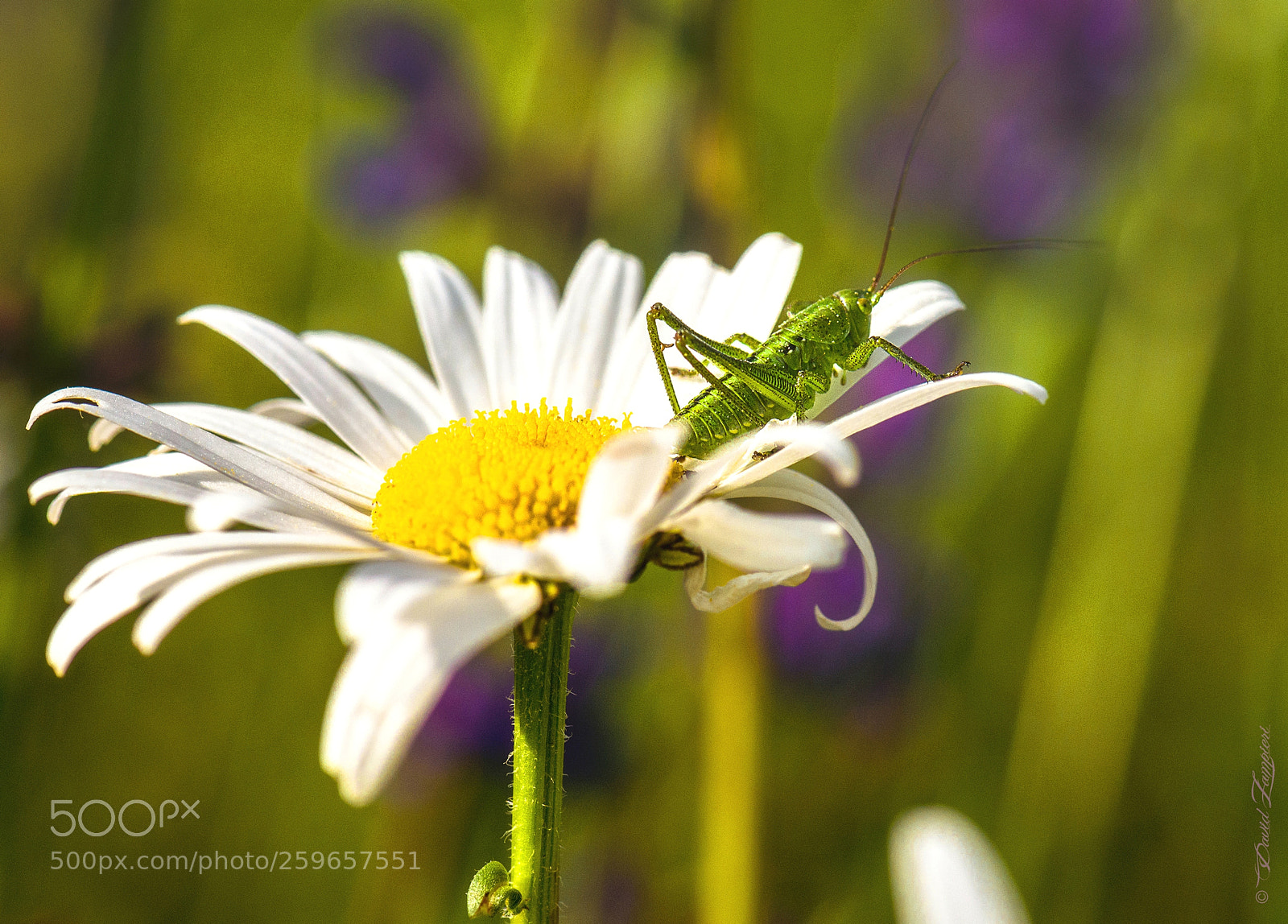 Nikon D610 sample photo. Cavalletta photography