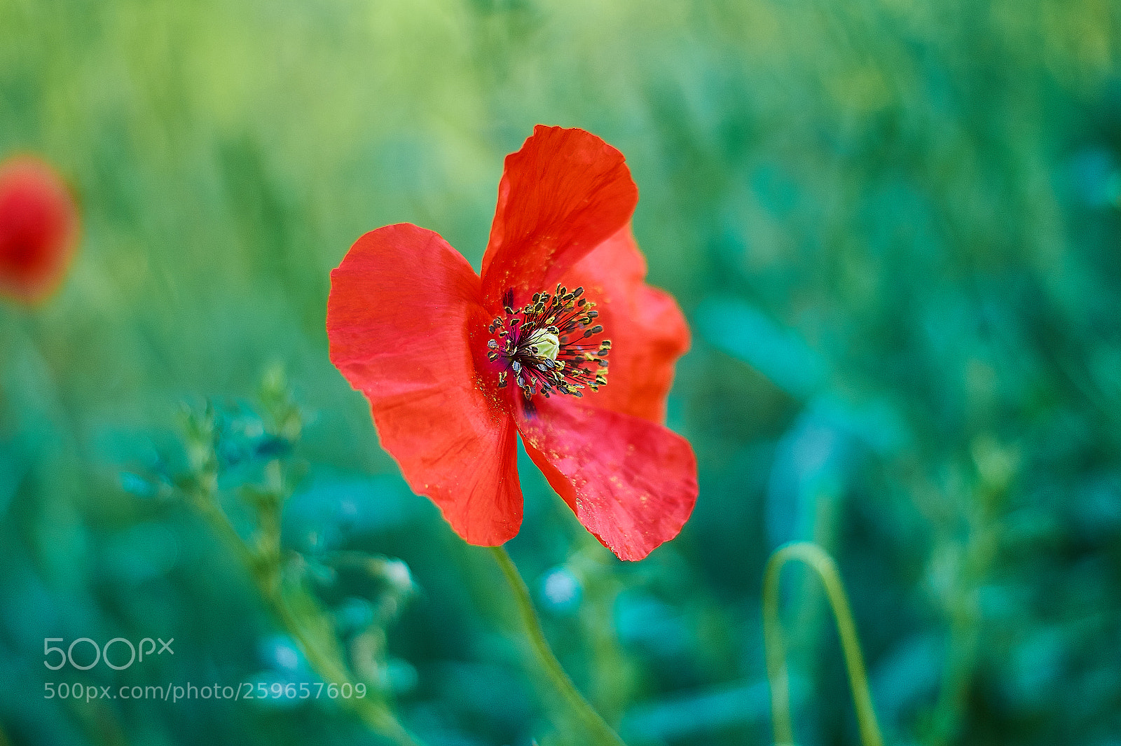 Sony SLT-A58 sample photo. Amapola photography