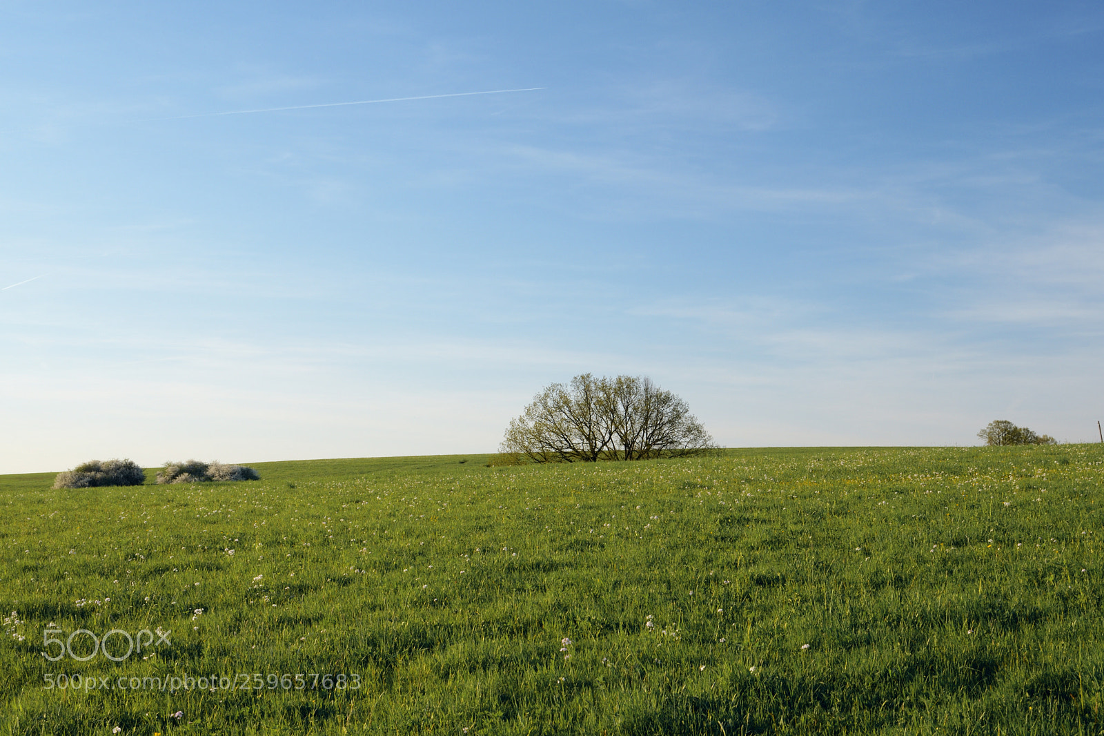 Nikon D7500 sample photo. Treeset photography