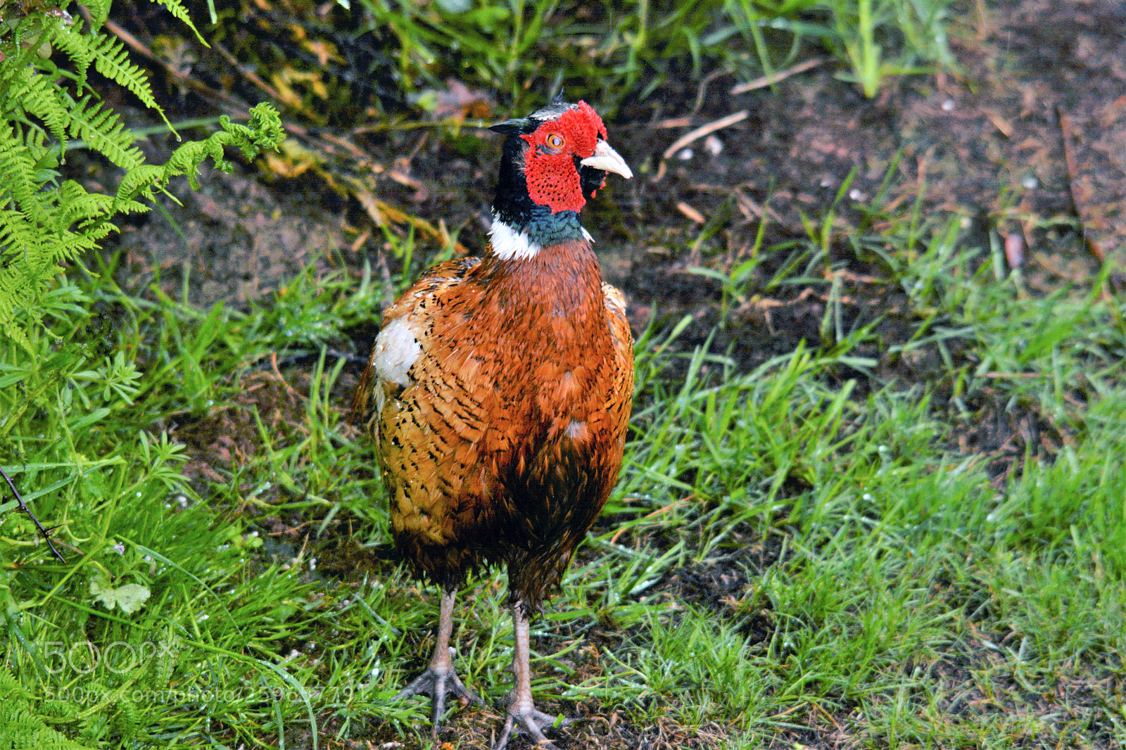 Nikon D7100 sample photo. Male pheasant photography