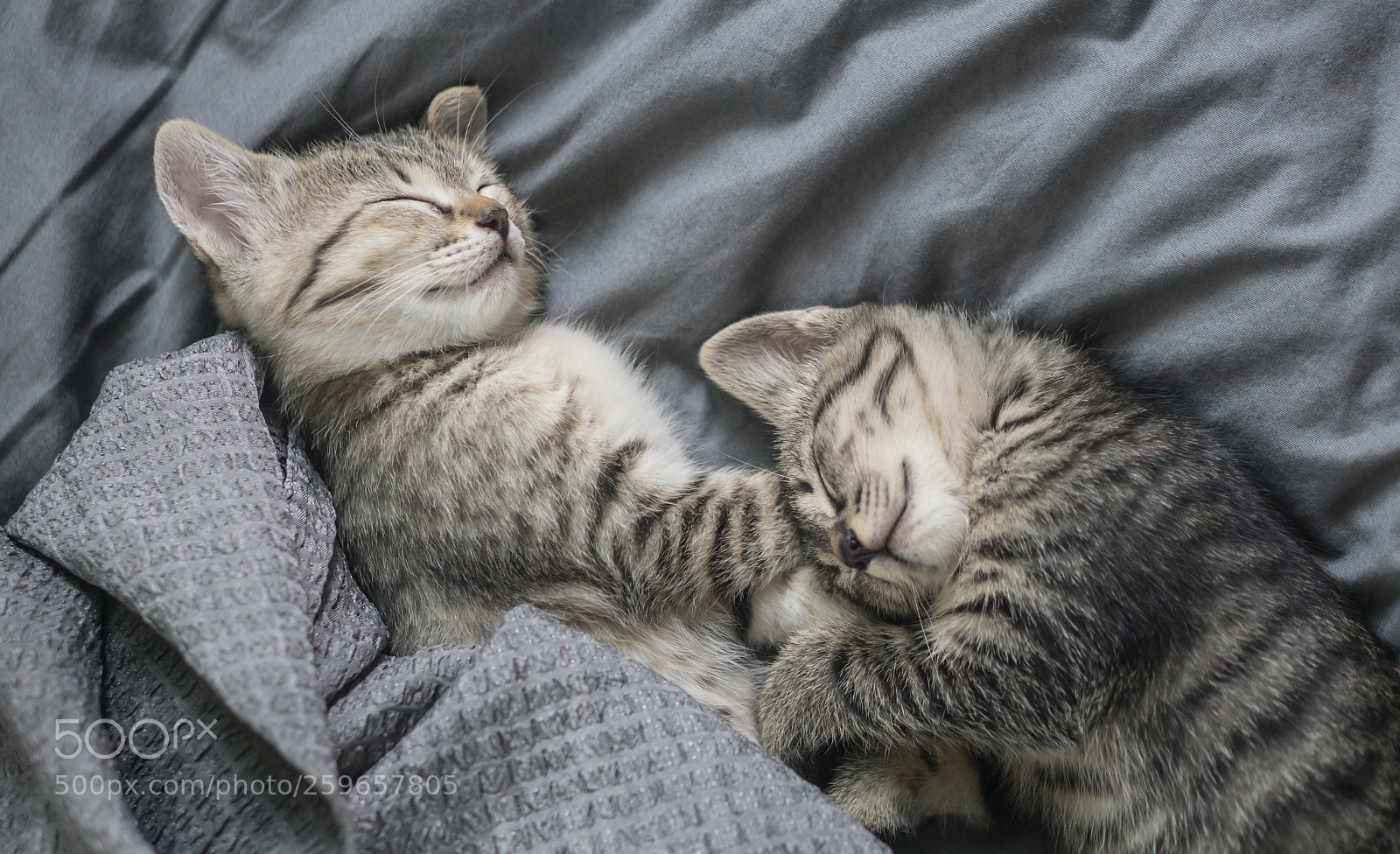 Sony a6000 sample photo. Taco & nacho #1 photography