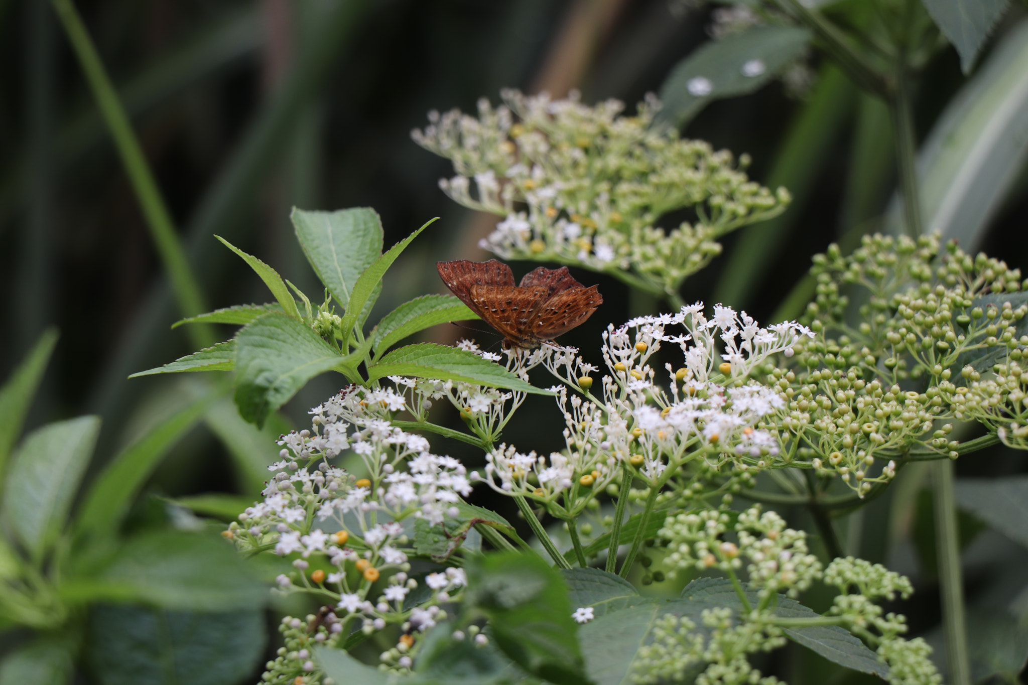 Canon EOS 77D (EOS 9000D / EOS 770D) sample photo