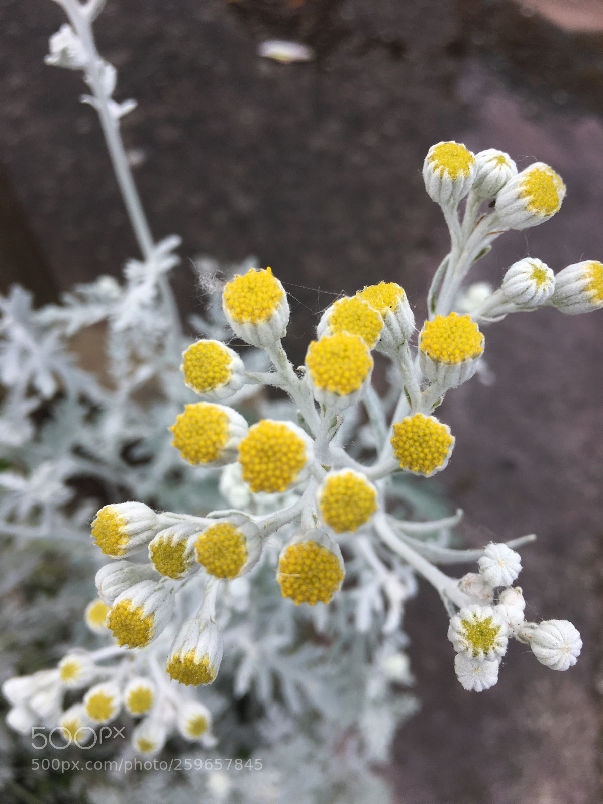 Apple iPhone 6s sample photo. Flower part.2 photography