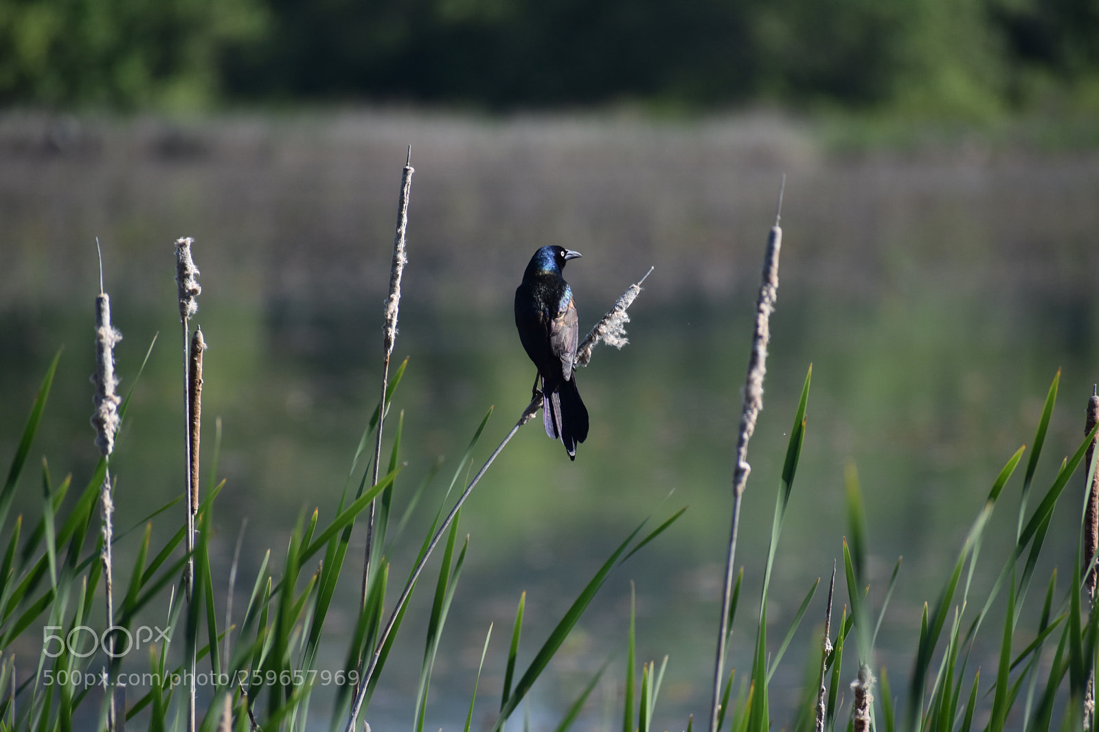 Nikon D3400 sample photo. Common grackle  photography