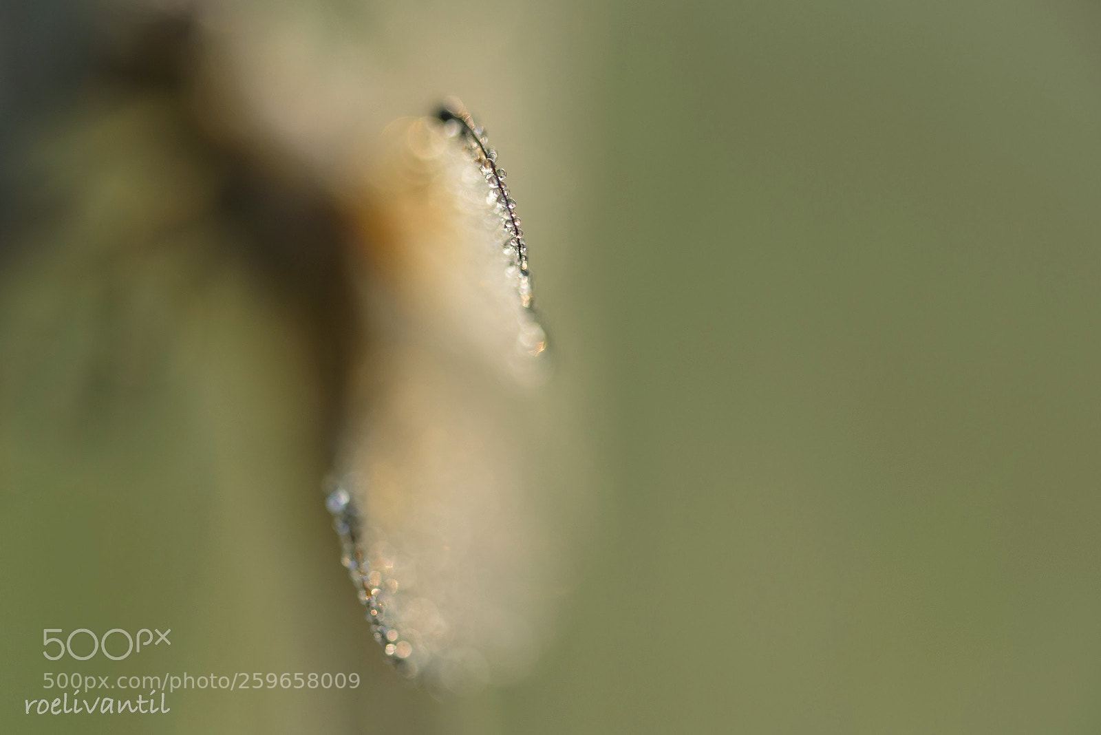 Nikon D750 sample photo. Dew jewels photography