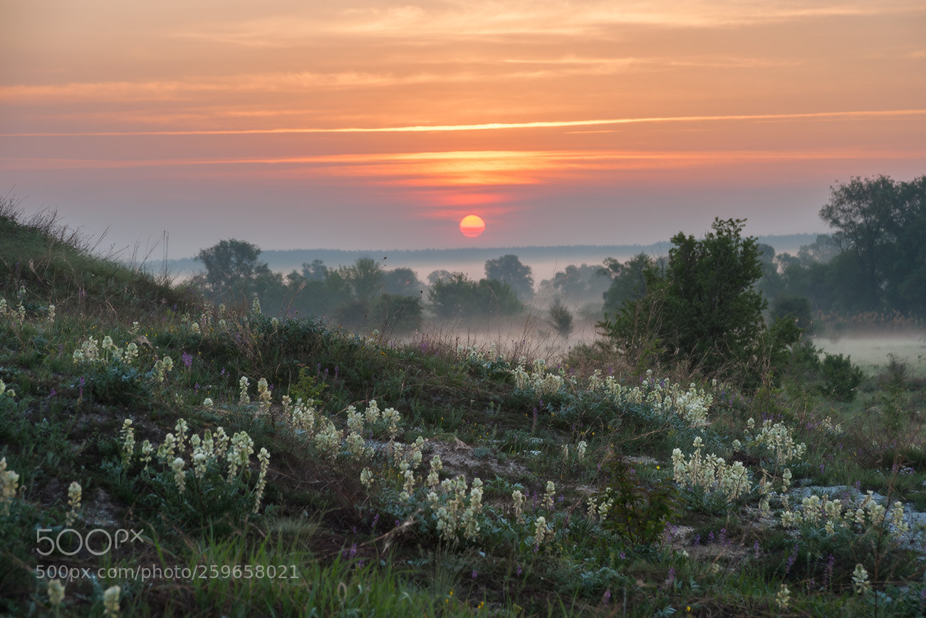 Nikon D700 sample photo. Sunrise in flowers photography