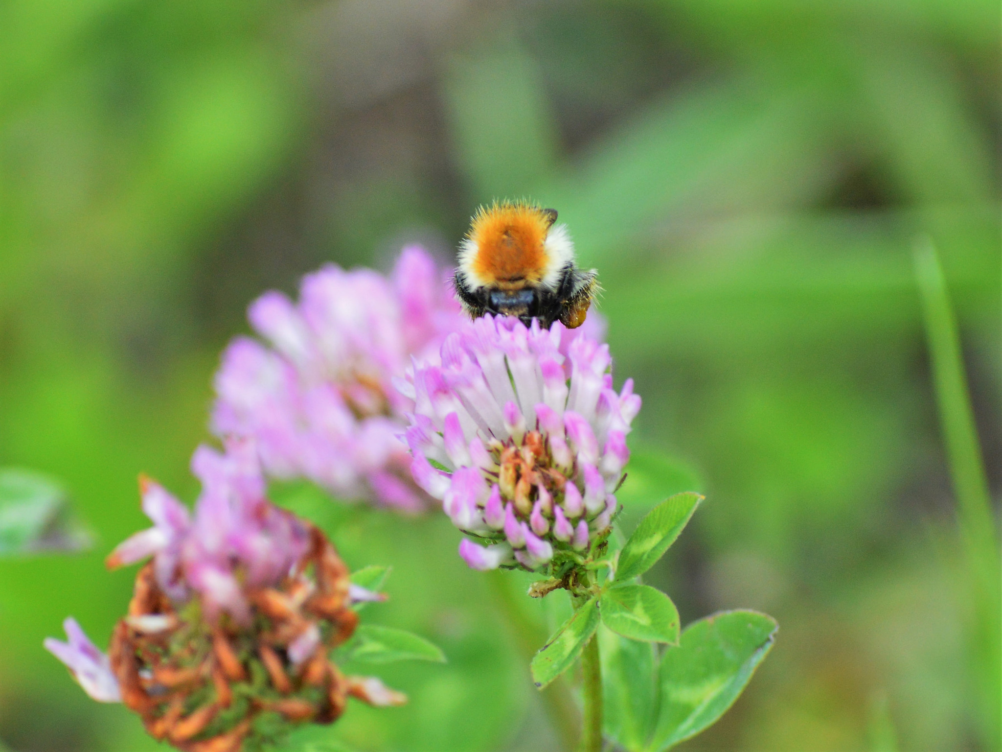 Nikon D3200 sample photo