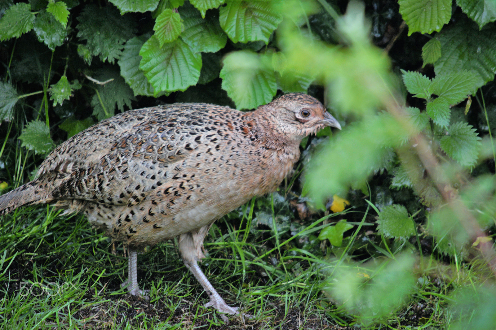 Nikon D7100 sample photo. Female pheasant photography