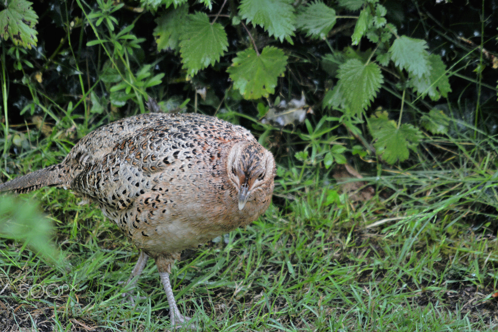 Nikon D7100 sample photo. Female pheasant photography