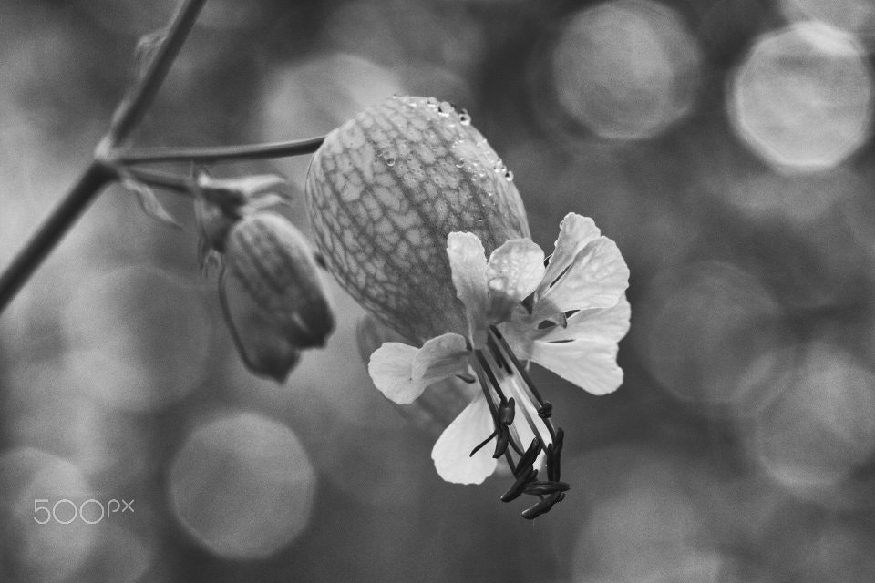 Canon EF 100mm F2.8L Macro IS USM sample photo. B&w photography