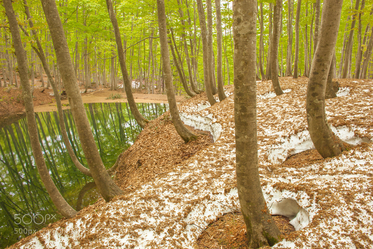 Canon EOS 5D Mark II sample photo. Thawing and fresh green photography
