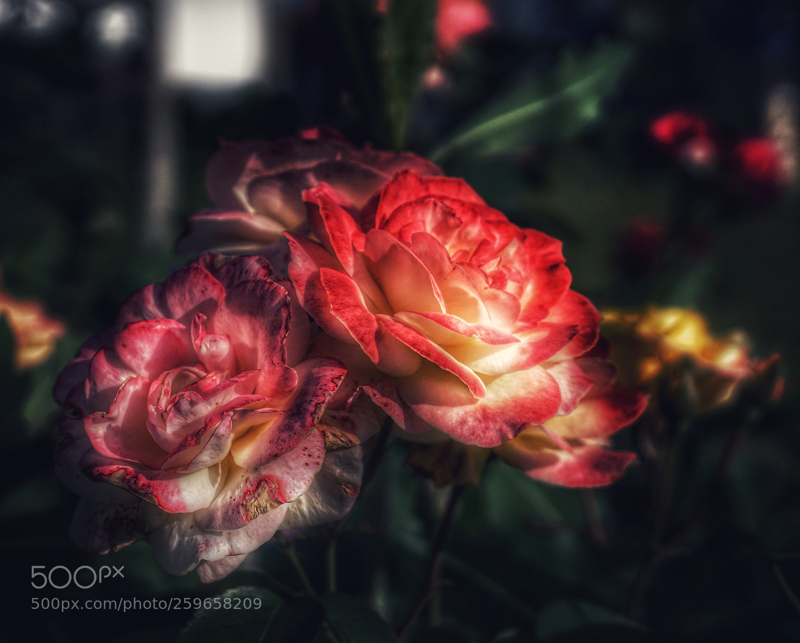 Sony a6000 sample photo. La semplicit di un photography
