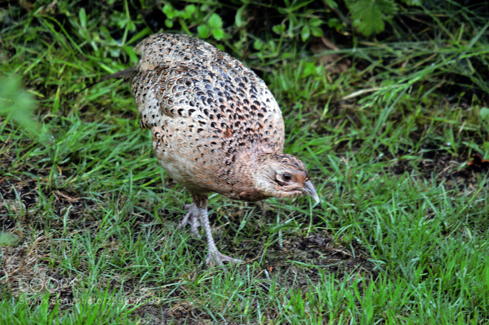 Nikon D7100 sample photo. Female pheasant photography