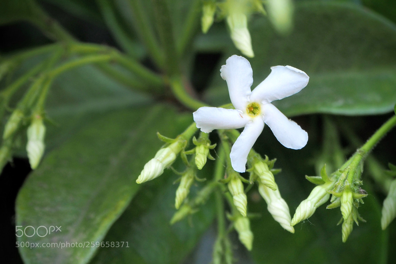 Olympus OM-D E-M10 II sample photo. White flower photography