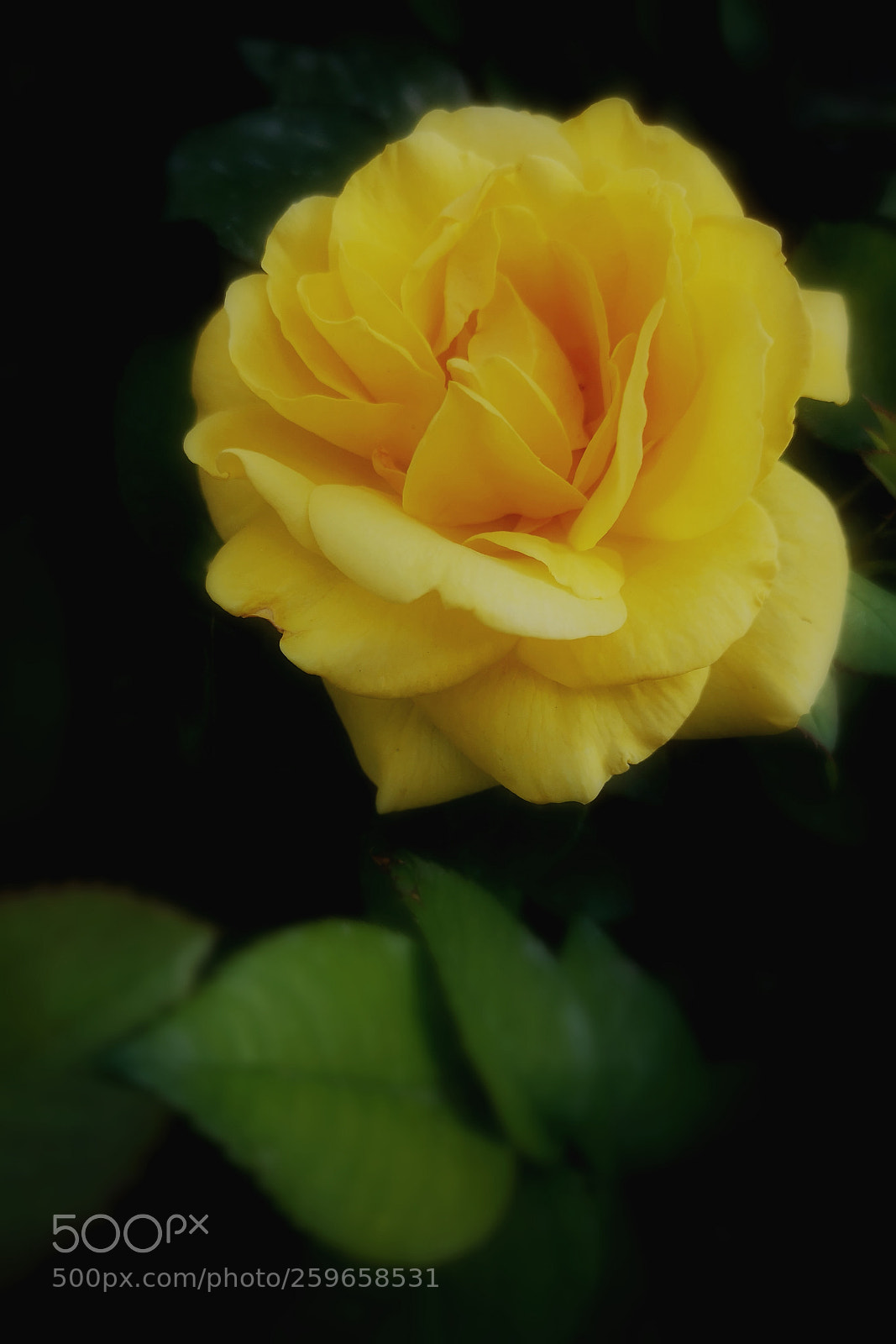 HUAWEI P20 sample photo. Untitled photography