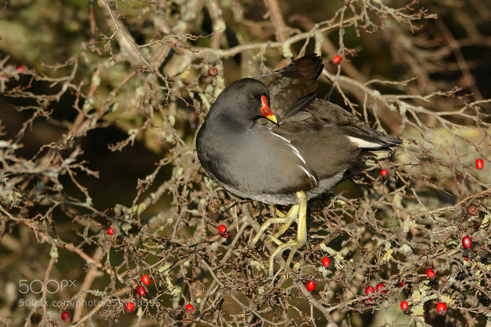 Nikon D7100 sample photo. Gallinula chloropus photography