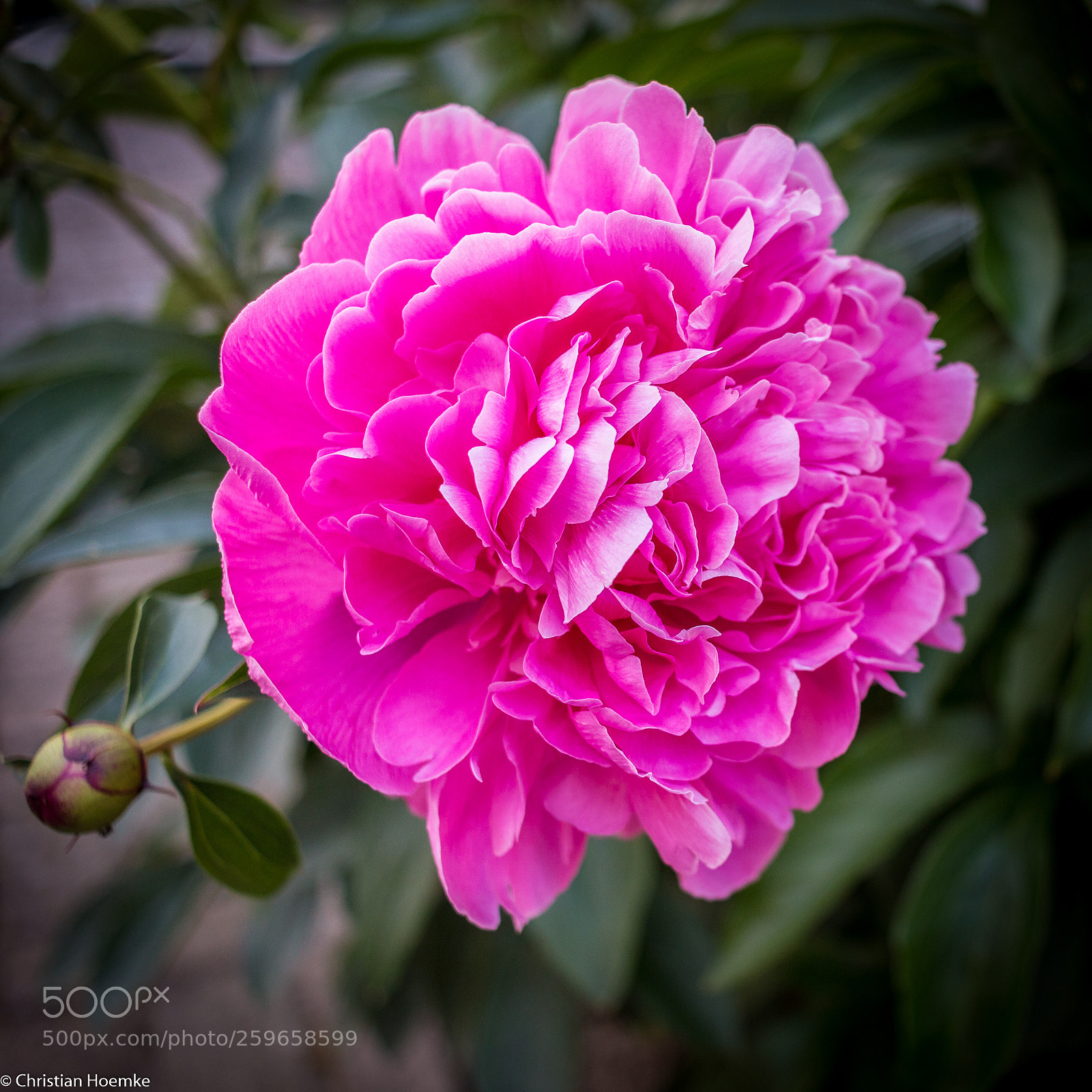 Canon EOS 70D sample photo. Pfingstrose photography