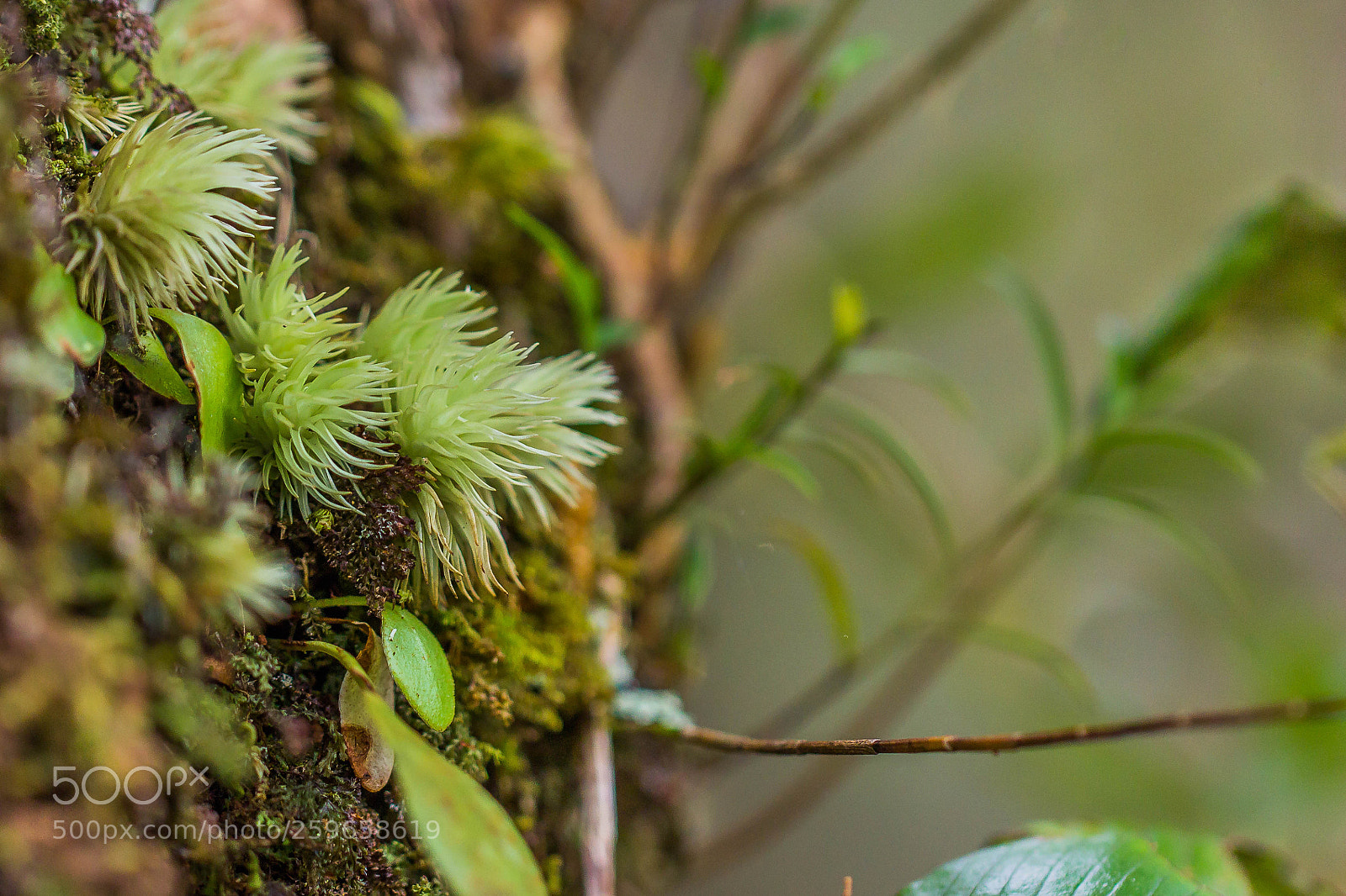 Canon EOS 60D sample photo. "topical moss" photography