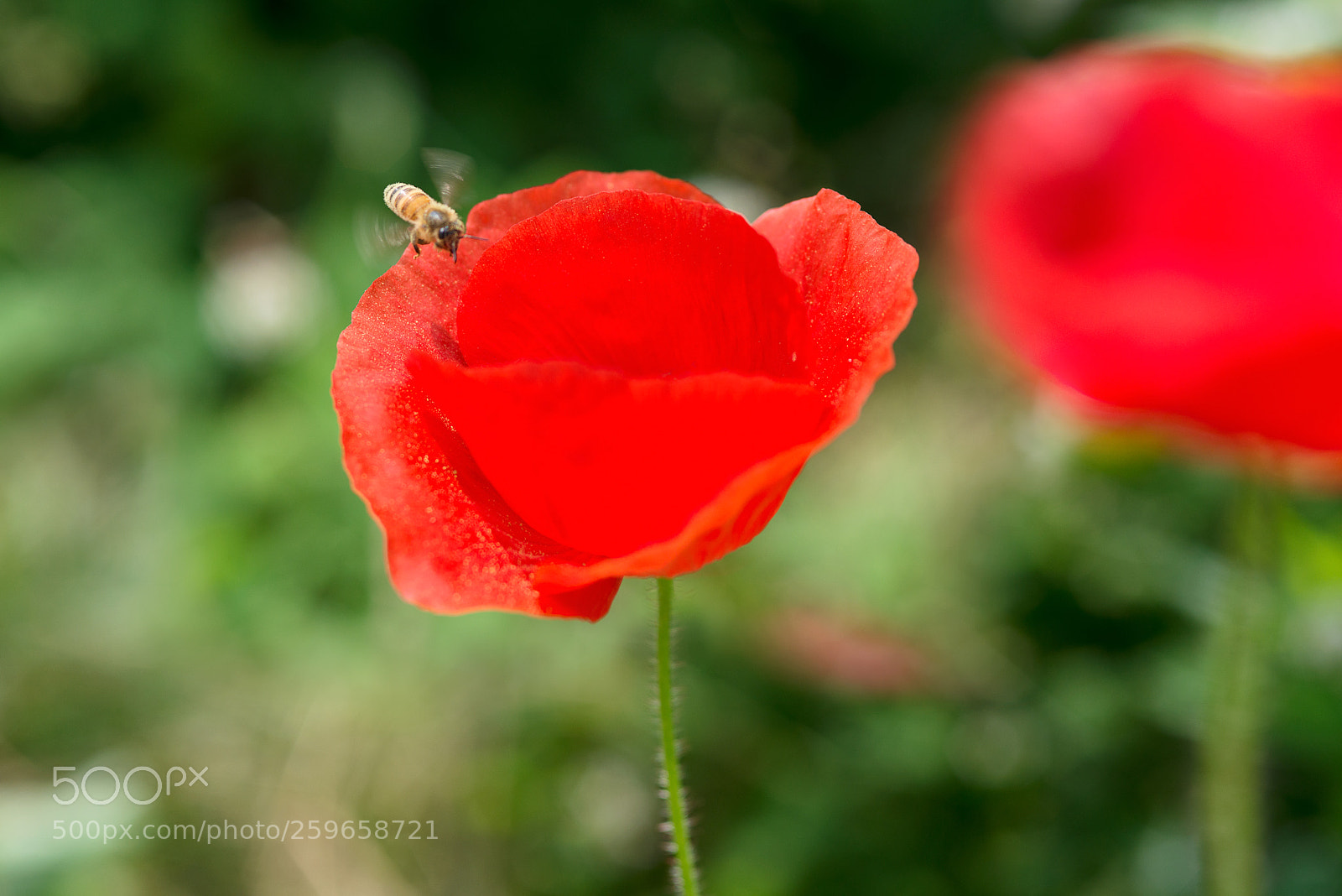 Nikon D800 sample photo. Jdo poppy and bee photography