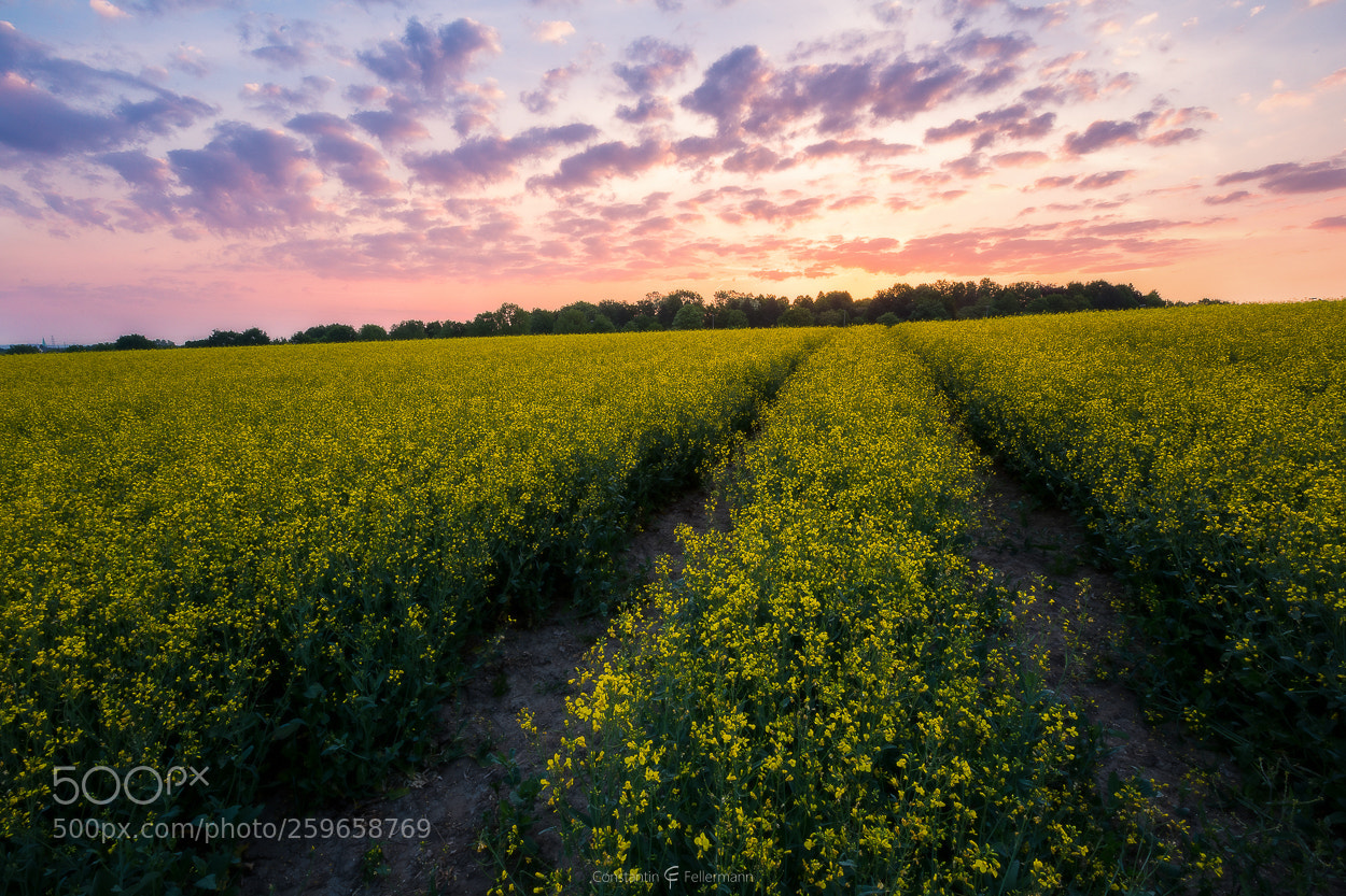 Canon EOS 6D sample photo. The yellow sea photography