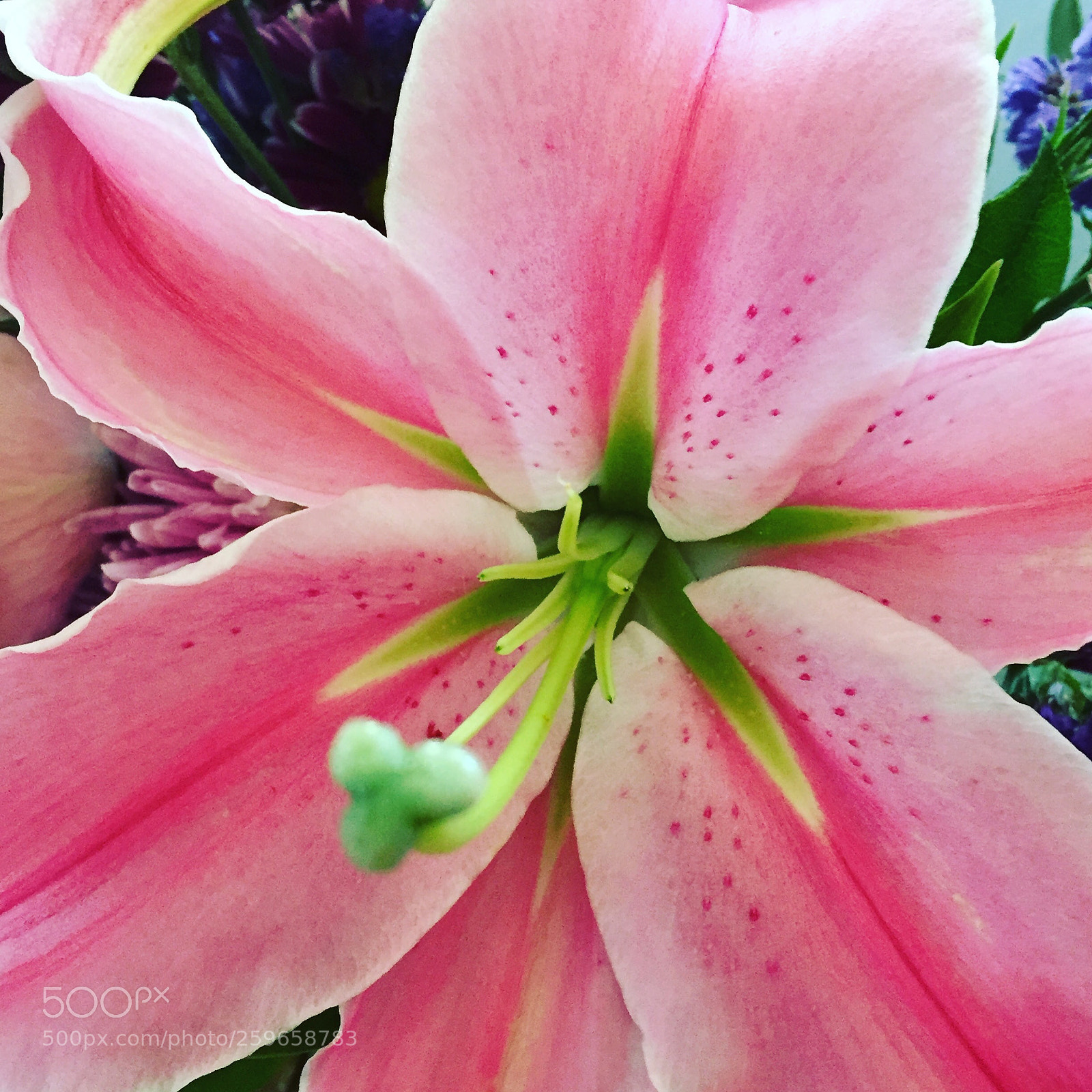 Apple iPhone 6 sample photo. Pink and white photography