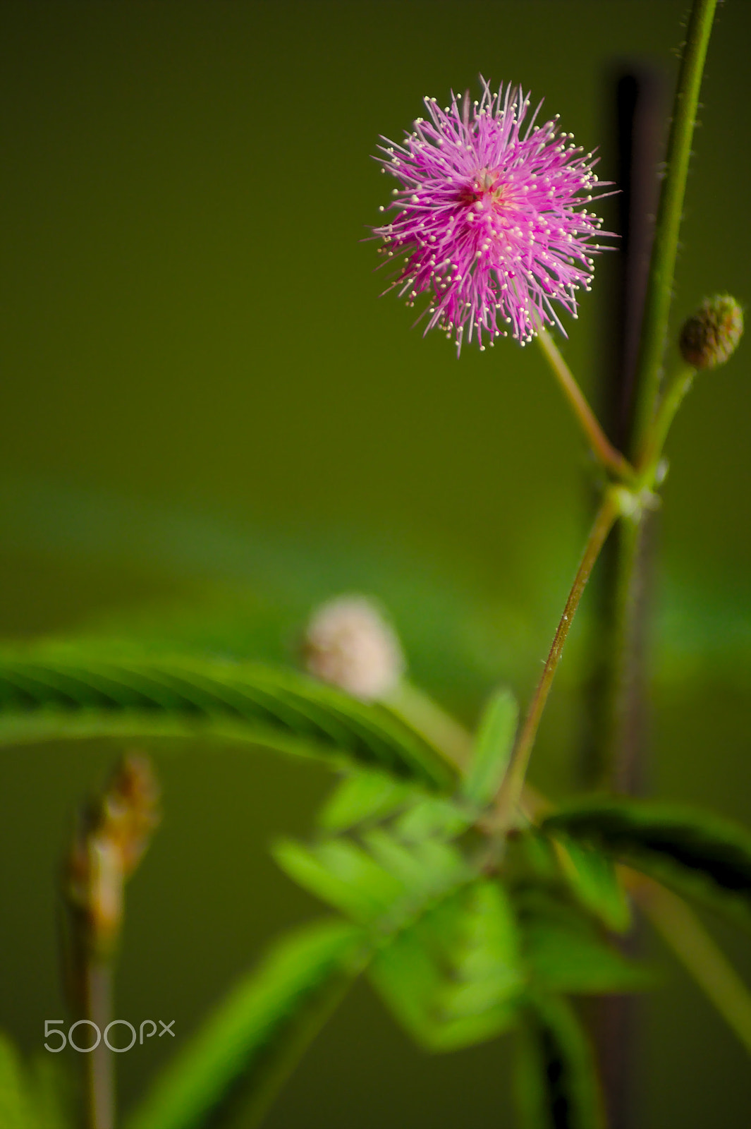 Canon EOS 1100D (EOS Rebel T3 / EOS Kiss X50) sample photo. Mimosa flower photography