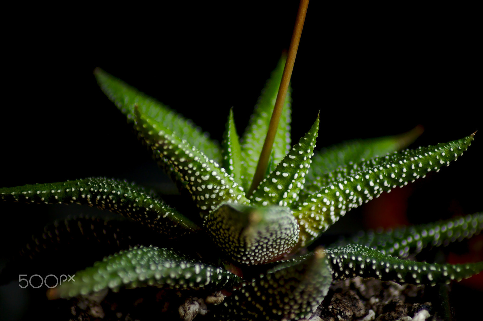 Canon EOS 1100D (EOS Rebel T3 / EOS Kiss X50) sample photo. Haworthia photography
