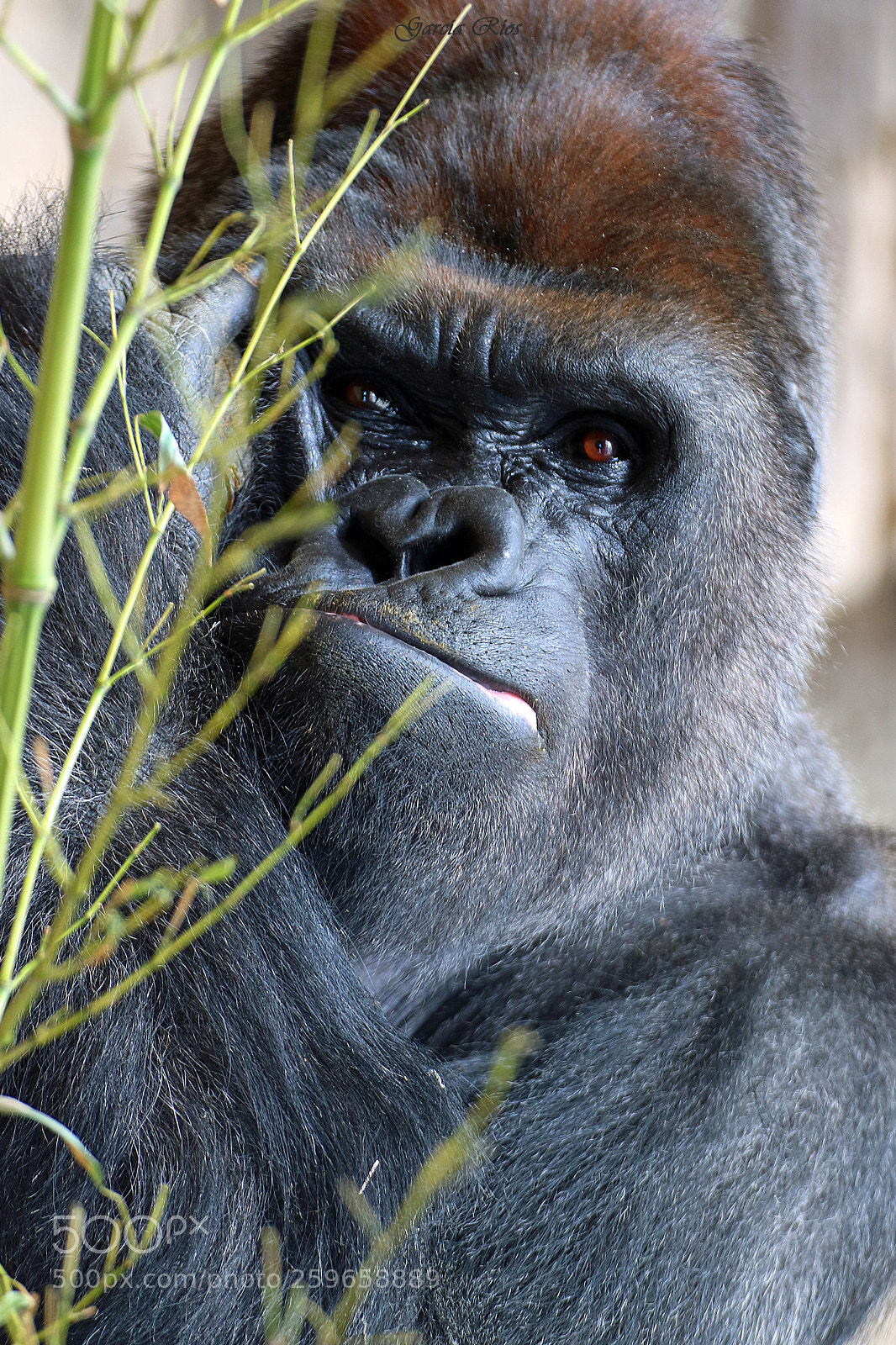 Canon EOS 750D (EOS Rebel T6i / EOS Kiss X8i) sample photo. Gorilla.  photography