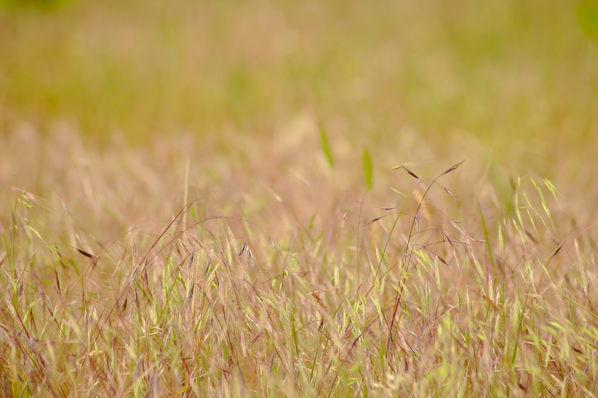 Canon EOS 1100D (EOS Rebel T3 / EOS Kiss X50) sample photo. Meadow photography