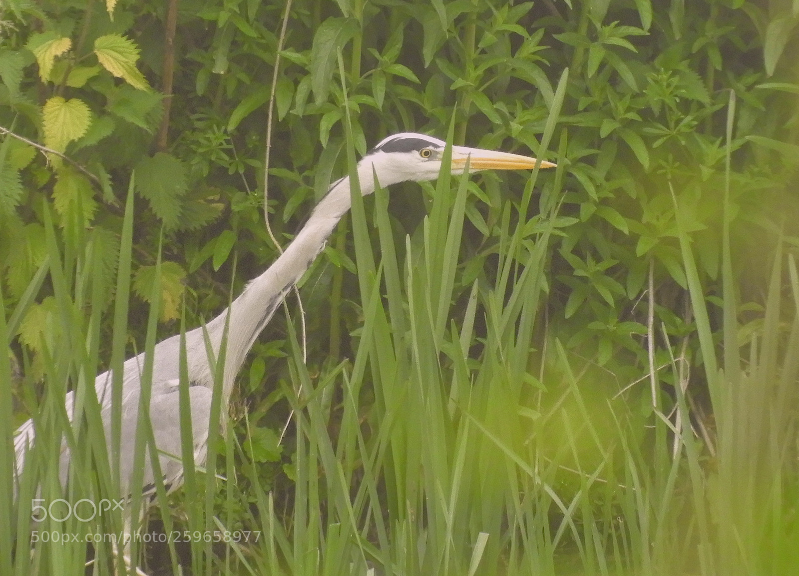 Nikon Coolpix B700 sample photo. Heron photography