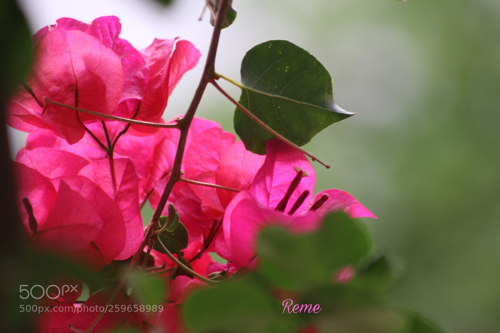 Canon EOS 1300D (EOS Rebel T6 / EOS Kiss X80) sample photo. Bougainvillea photography