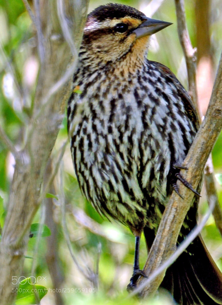 Nikon D600 sample photo. Red winged blackbird female photography