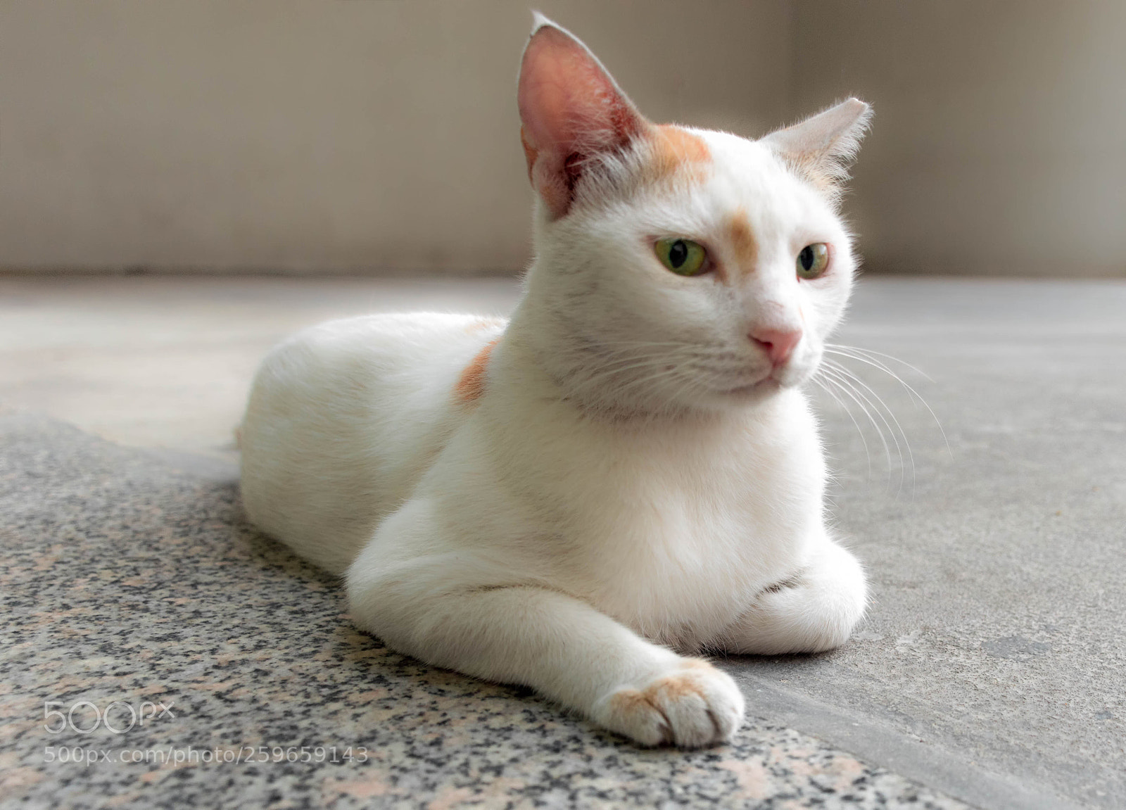 Nikon D3200 sample photo. The portrait of a photography