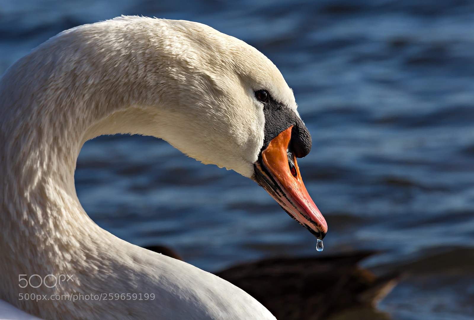 Canon EOS 6D sample photo. Schwan mit wassertropfen. photography