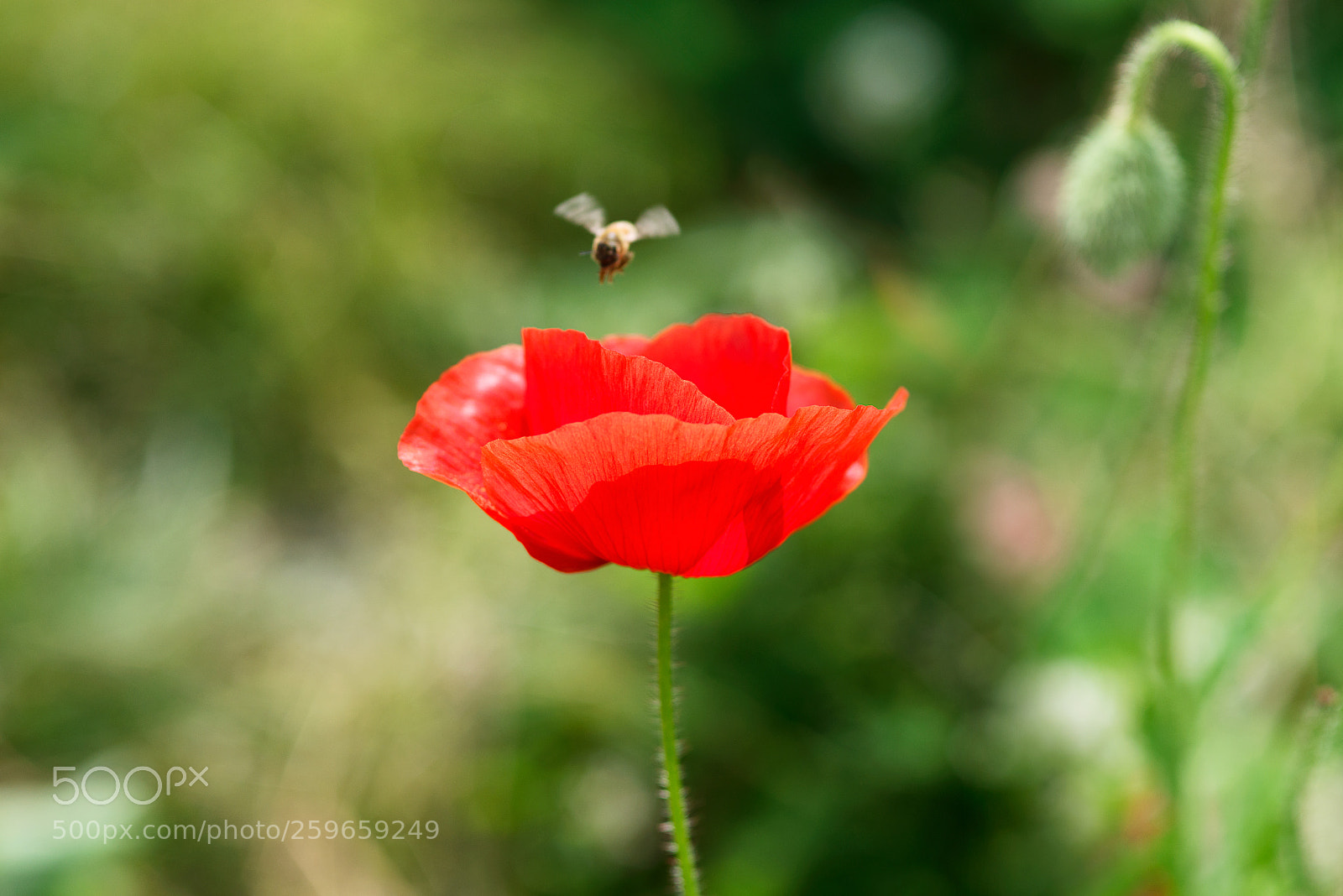 Nikon D800 sample photo. Jdo poppy and bee photography