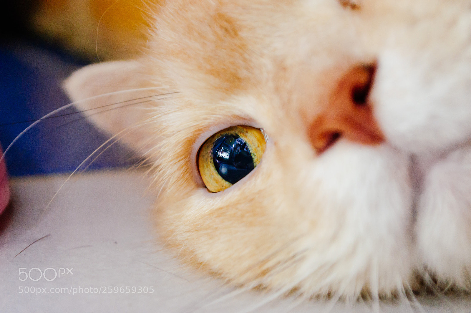 Nikon D5000 sample photo. Eye of cat in photography