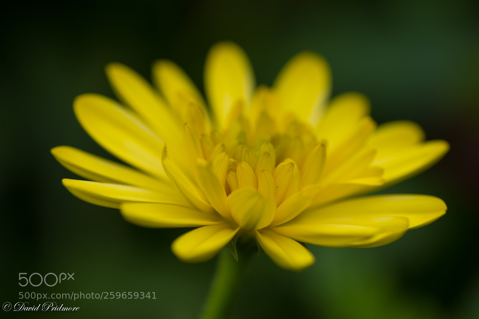 Nikon D7200 sample photo. Flower photography