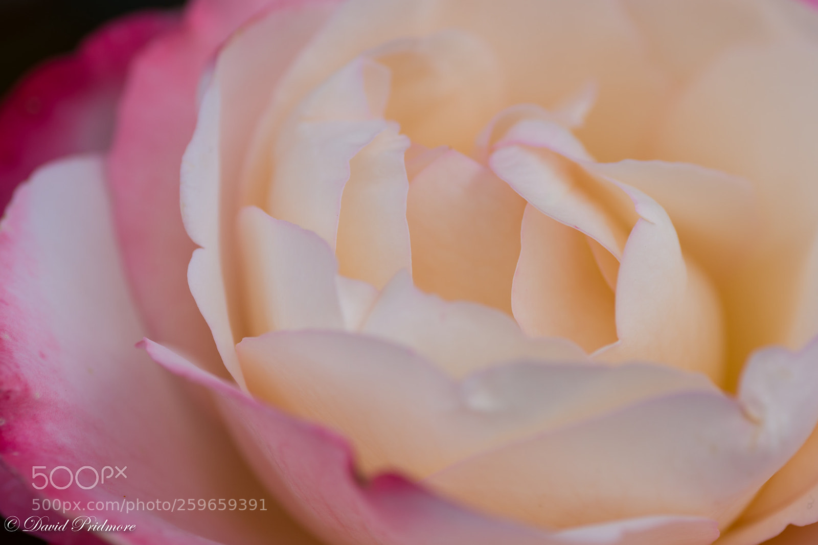 Nikon D7200 sample photo. Flower photography