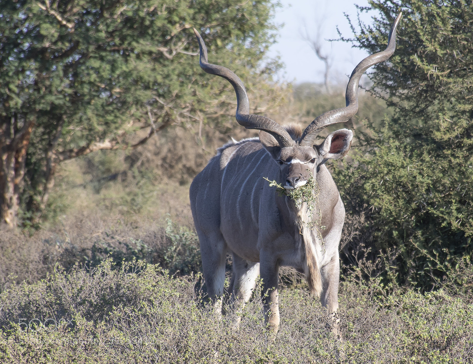 Nikon D500 sample photo. Male kudu grazing photography