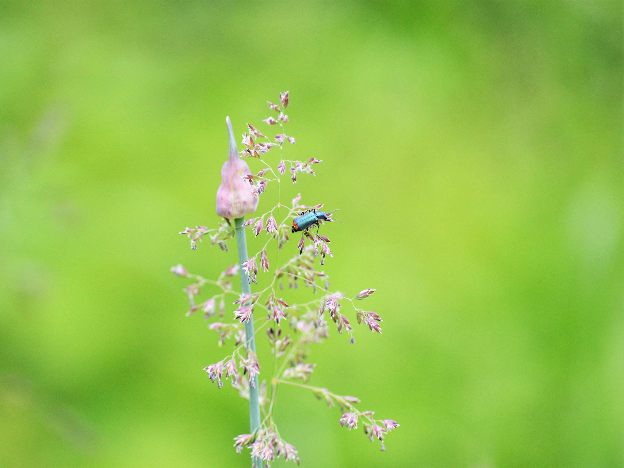 Nikon D3200 sample photo