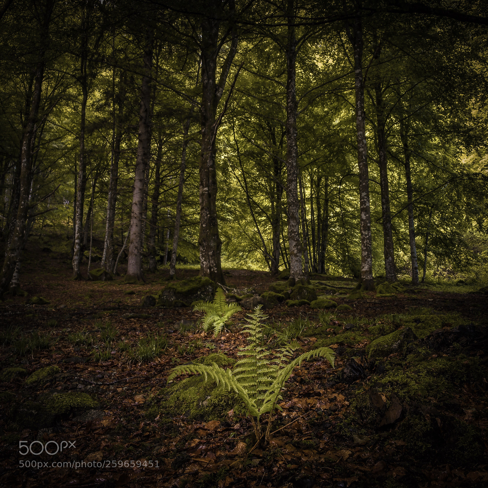 Nikon D7500 sample photo. La forêt  photography